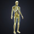 Human Skeletal Body with Nerves and Lymph Nodes